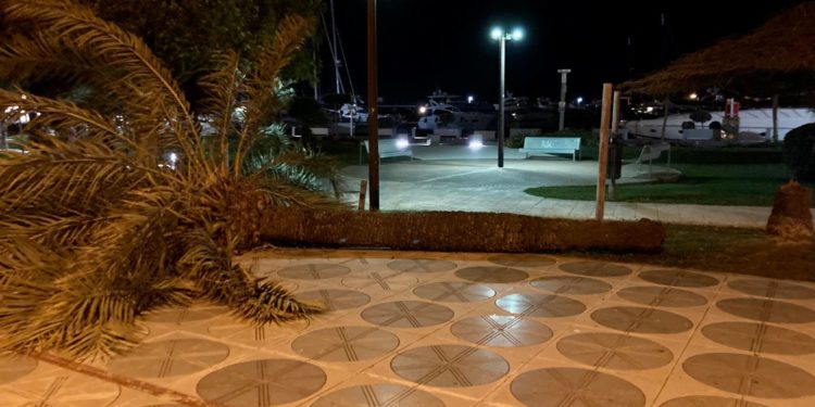 Palmera derribada esta madrugada en el paseo marítimo de Ibiza. Foto S.F.