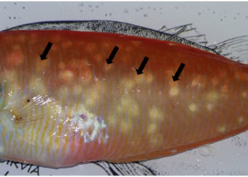 Un raor con parásito, en una imagen del estudio Black spot disease related to a trematode ectoparasite causes oxidative stress in Xyrichtys novacula