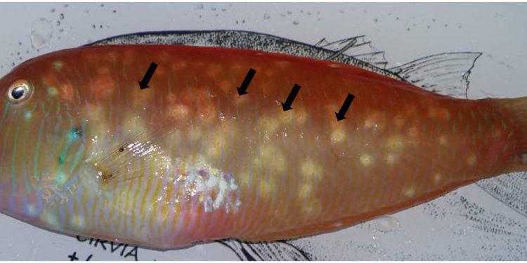 Un raor con parásito, en una imagen del estudio Black spot disease related to a trematode ectoparasite causes oxidative stress in Xyrichtys novacula