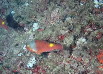 Sparisoma cretense o vieja colorada.