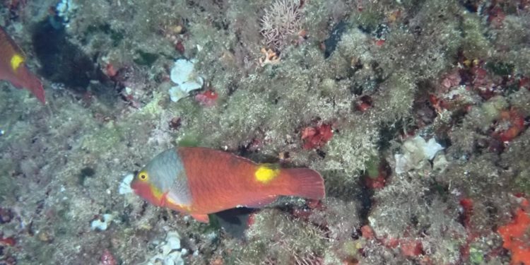 Sparisoma cretense o vieja colorada.