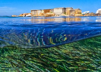 Posidonia en la costa de Formentera
