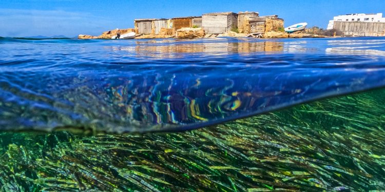 Posidonia en la costa de Formentera