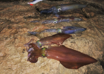 Calamares de "tamaño XXL" pescados recientemente en Ibiza. Imágenes de Marcos Managó.