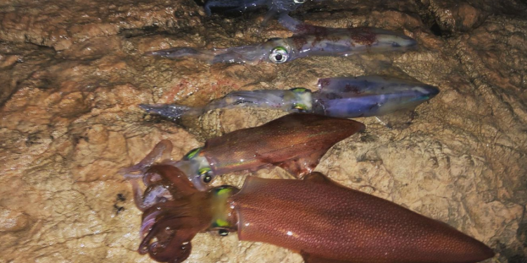 Calamares de "tamaño XXL" pescados recientemente en Ibiza. Imágenes de Marcos Managó.
