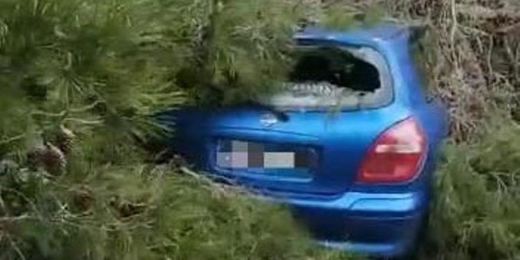 El vehículo con el árbol derribado. Foto Bomberos del Parque Insular