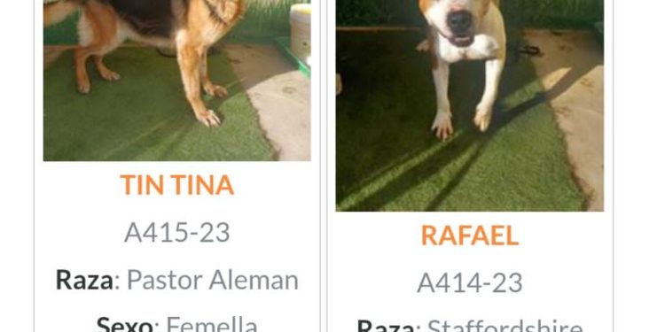 Imagen de la asociación animalista ASSAIB Ibiza