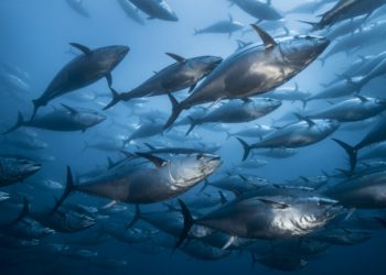 Atunes rojos en una foto de Jordi Chías. Fundación MarIlles