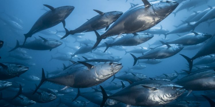 Atunes rojos en una foto de Jordi Chías. Fundación MarIlles
