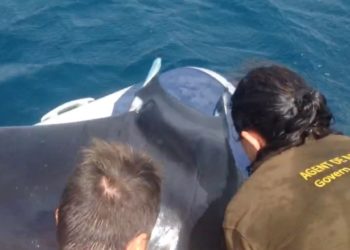 Imagen de archivo de una mantarraya rescatada en Talamanca.