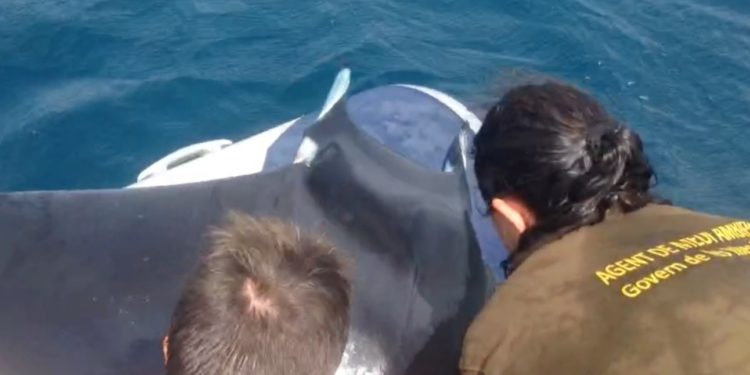 Imagen de archivo de una mantarraya rescatada en Talamanca.