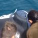 Imagen de archivo de una mantarraya rescatada en Talamanca.