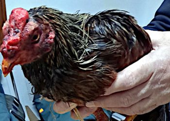 Uno de los gallos malheridos. Imagen de la Guardia Civil