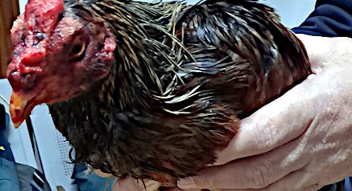 Uno de los gallos malheridos. Imagen de la Guardia Civil