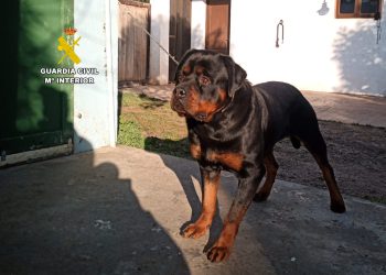 Uno de los perros incautados en una imagen de la Guardia Civil.