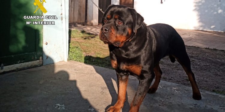 Uno de los perros incautados en una imagen de la Guardia Civil.