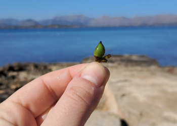 Un fruto de posidonia en una playa balear. UIB