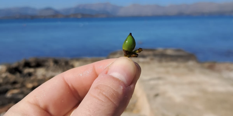 Un fruto de posidonia en una playa balear. UIB