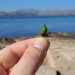 Un fruto de posidonia en una playa balear. UIB