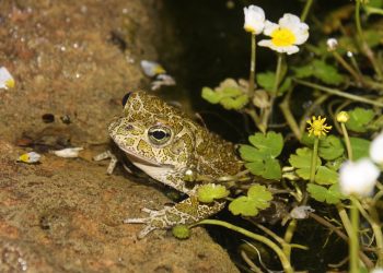 Calàpet o sapo balear.