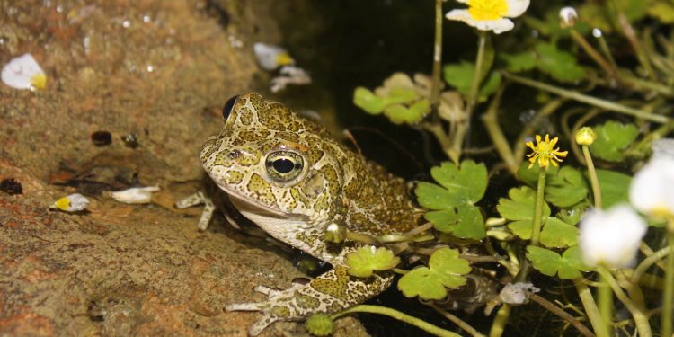 Calàpet o sapo balear.