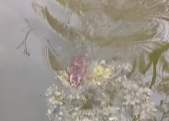 Captura del vídeo de Indra Roig en el que se puede ver el gran tamaño de la rata.