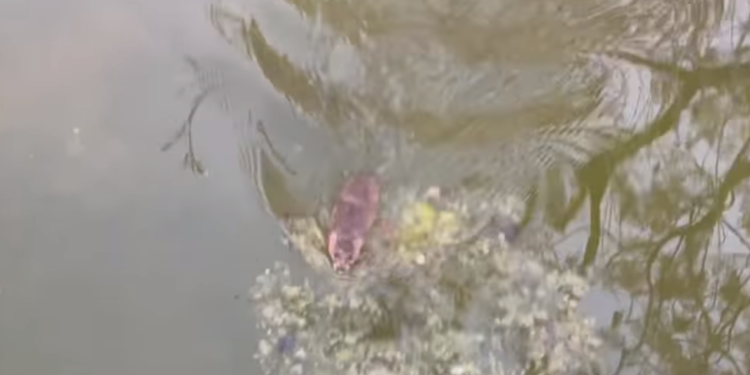 Captura del vídeo de Indra Roig en el que se puede ver el gran tamaño de la rata.