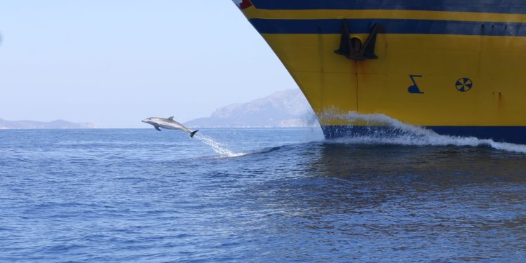 Delfín en las cosas de Ibiza frente a un barco de línea. Foto Tursiops