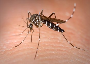Mosquito tigre. Foto James Gathany (Wikipedia)