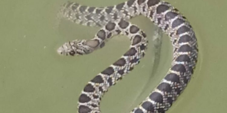 Detalle del ofidio nadando en la piscina. Foto D. G.