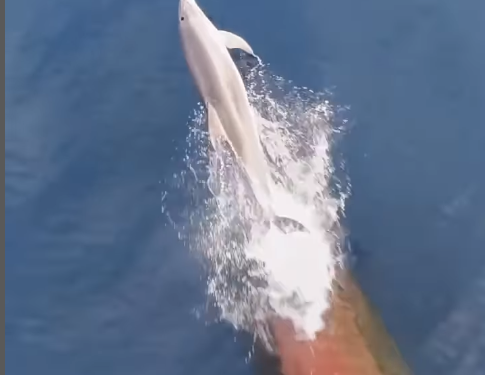 Una captura del vídeo de Elías Agudo Gómez.