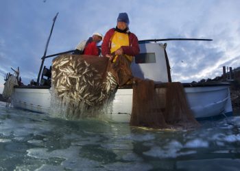 Pescadores de 'gerret' en Cala Tarida. Foto: Joan Costa