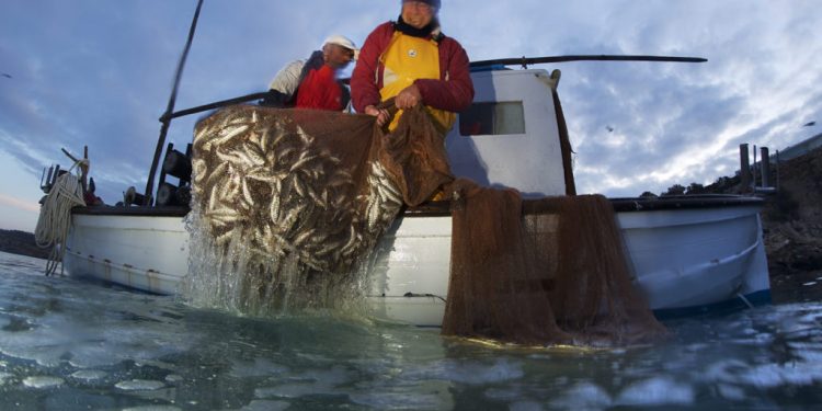 Pescadores de 'gerret' en Cala Tarida. Foto: Joan Costa