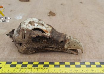 Imagen facilitada por el Seprona.