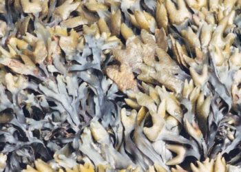 Imagen procedente del archivo de Pacific rockweed, Olympic National Park (Wikipedia)