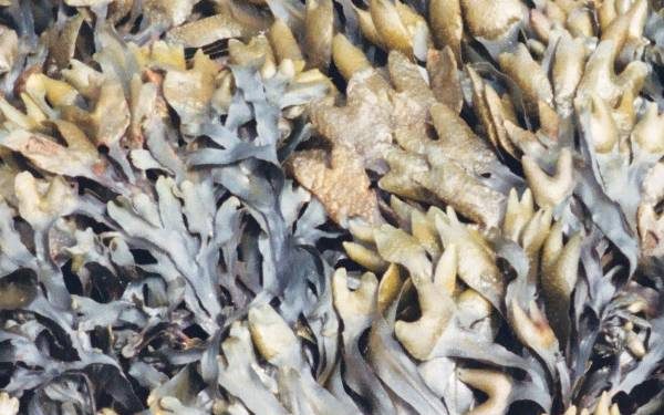 Imagen procedente del archivo de Pacific rockweed, Olympic National Park (Wikipedia)