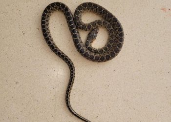 Una serpiente fotografiada en la residencia. Imágenes de CCOO