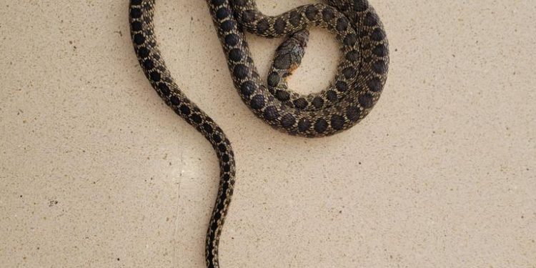 Una serpiente fotografiada en la residencia. Imágenes de CCOO