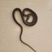 Una serpiente fotografiada en la residencia. Imágenes de CCOO