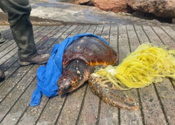 Tortuga enganchada a la red en una imagen facilitada por el Ayuntamiento de Sant Antoni