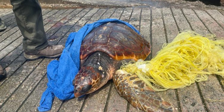 Tortuga enganchada a la red en una imagen facilitada por el Ayuntamiento de Sant Antoni