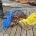 Tortuga enganchada a la red en una imagen facilitada por el Ayuntamiento de Sant Antoni
