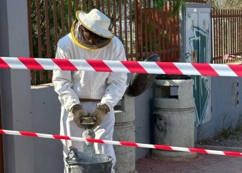 Un bombero equipado con el traje protector retira el enjambre de la puerta del IES Quartó de Portmany. Foto Bombers