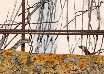 Una serpiente acecha a una lagartija. Foto IEE