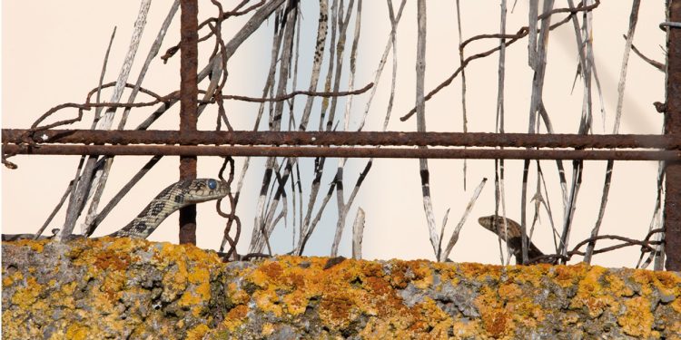Una serpiente acecha a una lagartija. Foto IEE