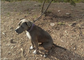 El perro, atado a un árbol, tal y como lo encontró la agente. Policía Nacional