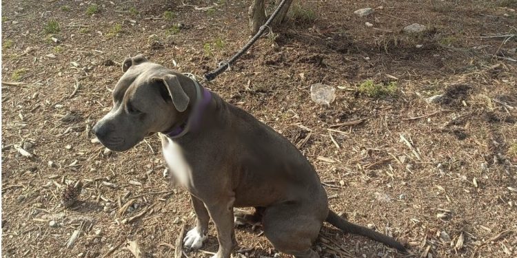 El perro, atado a un árbol, tal y como lo encontró la agente. Policía Nacional