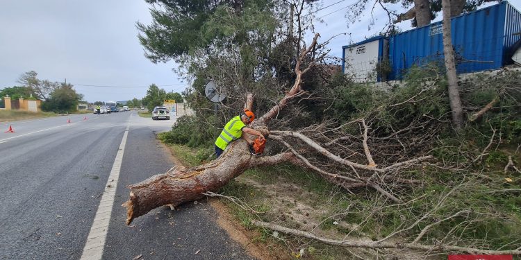 Un momento de la operación de retirada de la rama. Foto @bombersdeivissa