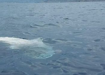 Un tiburón muerto, flotando en la costa de Ibiza esta semana. Foto W. H.