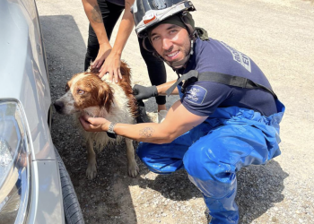 Un bombero del Parque Insular con uno de los perros que han socorrido. Fotos Bombers d'Eivissa